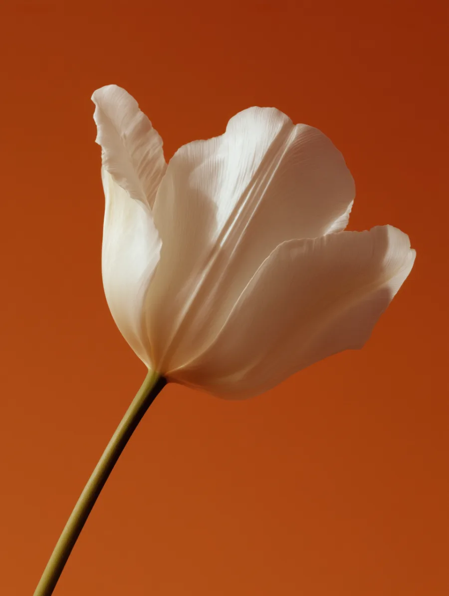 A tulip field in dry, low-angle light.